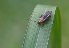 Pseudomops septentrionalis