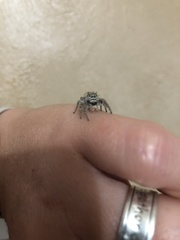 Phidippus carolinensis