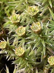 Polytrichum juniperinum