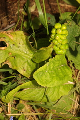 Arum maculatum