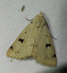 Scolecocampa atriluna