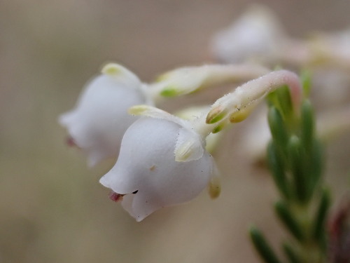 Erica richardii