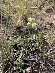 Eriogonum jamesii
