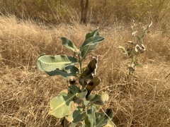 Asclepias eriocarpa