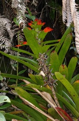 Guzmania gloriosa