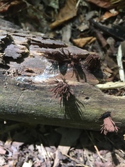 Stemonitis axifera