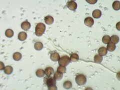 Fuligo cinerea