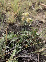 Eriogonum jamesii