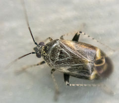 Plagiognathus obscurus