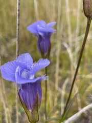 Gentianopsis