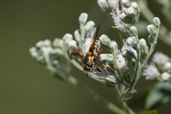 Hoplitimyia constans