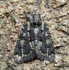 Paramiana smaragdina