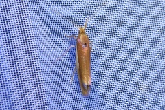 Ypsolopha parenthesella