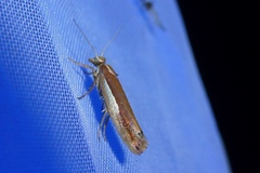 Ypsolopha parenthesella