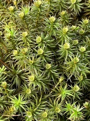 Polytrichum juniperinum