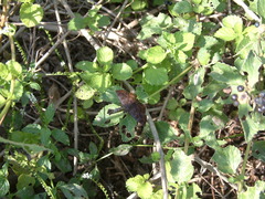 Pellicia arina