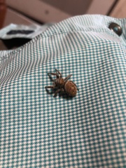 Phidippus carolinensis