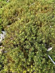 Polytrichum juniperinum