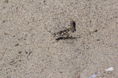 Trimerotropis maritima