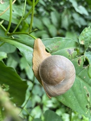 Parthena acutangula