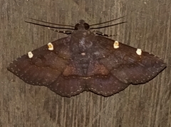 Antiblemma concinnula