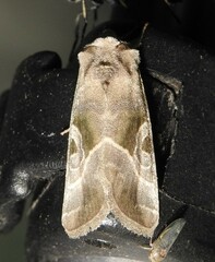 Hexorthodes accurata