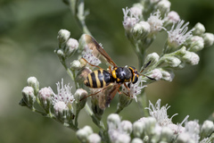 Hoplitimyia constans