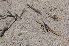 Trimerotropis maritima