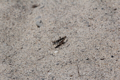 Trimerotropis maritima