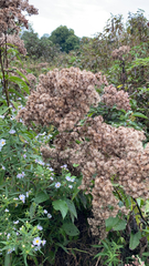 Eutrochium maculatum maculatum