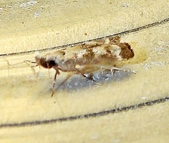 Dichomeris inversella