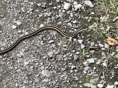 Thamnophis saurita