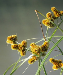 Cyperus glomeratus
