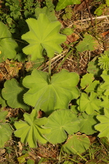 Alchemilla mollis