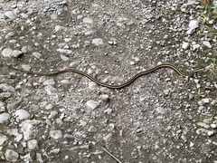 Thamnophis saurita