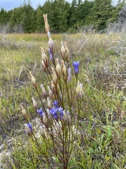 Gentianopsis