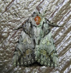 Catocala verrilliana