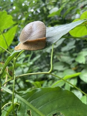 Parthena acutangula