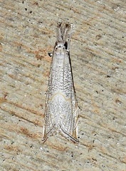 Haimbachia squamulellus