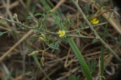 Medicago