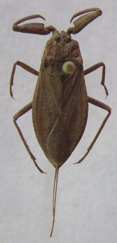 Water scorpion