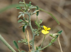 Medicago