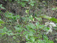 Taenidia integerrima