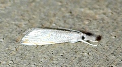 Haimbachia squamulellus