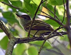 Myiarchus tyrannulus