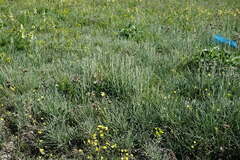 Jurinea stoechadifolia