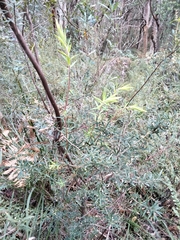 Leucopogon affinis