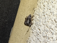 Platycryptus californicus