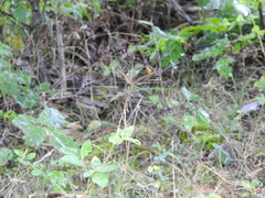 Taenidia integerrima