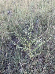 Chenopodium leptophyllum